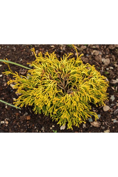 Полив Chamaecyparis ’Gitte’